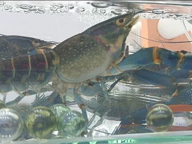 На Конгрессе молодых учёных в Сочи представили быстро растущих раков