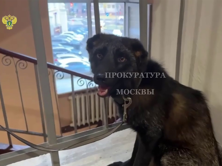 Москвичка приобрела щенка лисы, так как на породистую собаку не хватило денег