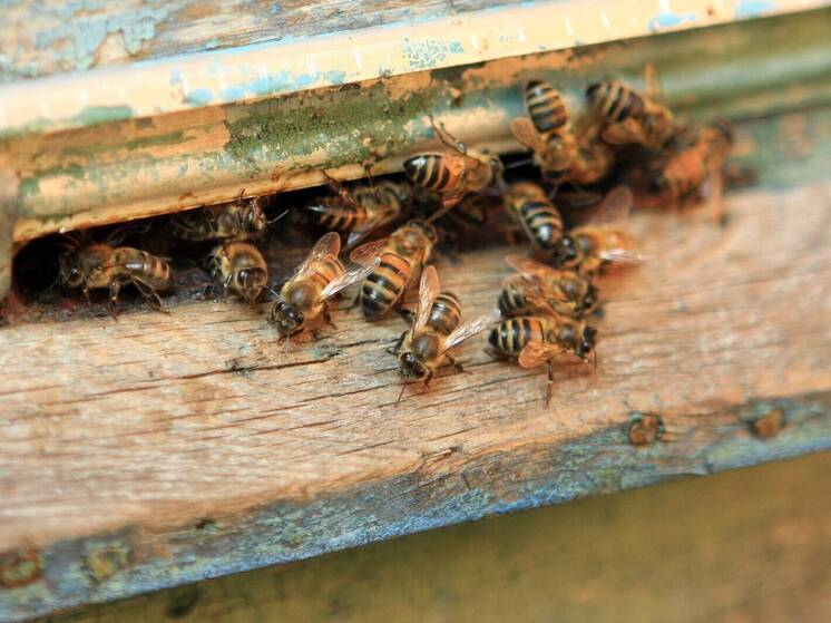 Ученые Пироговского университета научились делать БАВ из эмбрионов насекомых