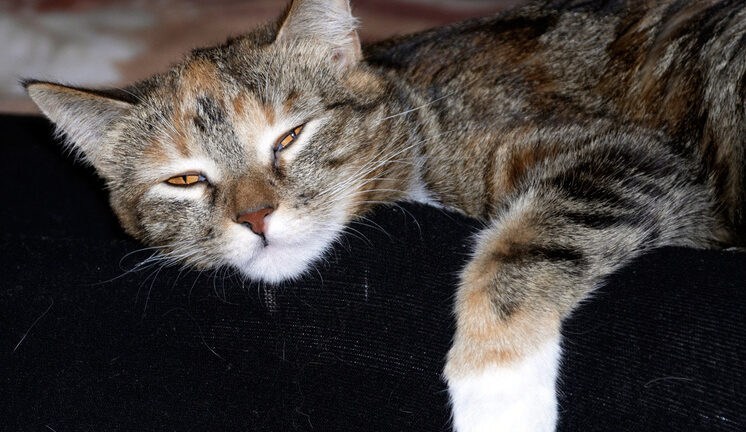 Кошке в московской ветклинике поставили необычный диагноз