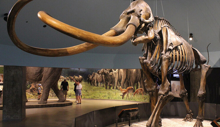 Генетическая экспертиза раскрыла подробности о последних мгновениях жизни мамонта 40 000 лет назад