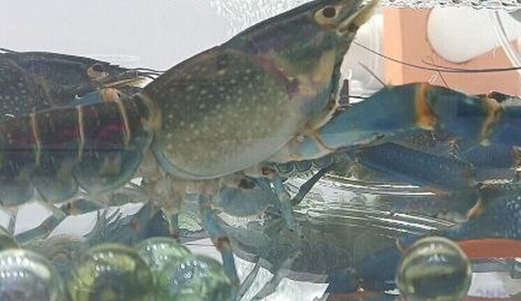 Молодые российские учёные создали быстро растущих членистоногих