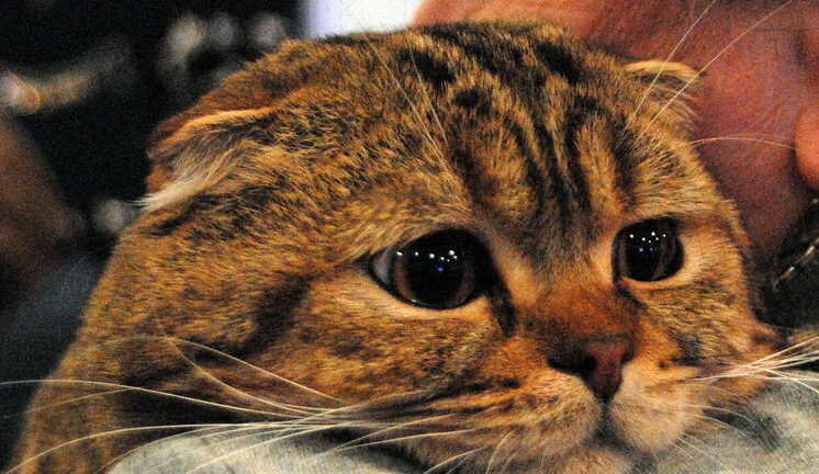 Новые генетические данные изменили историю одомашнивания кошек: прибыли во времена Римской империи