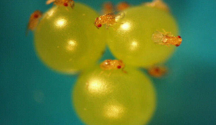 Ученые установили: потенциал насекомых-паразитов намного шире, чем считалось ранее