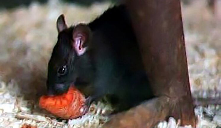 Высказана новая теория цепи убивших половину Европы событий