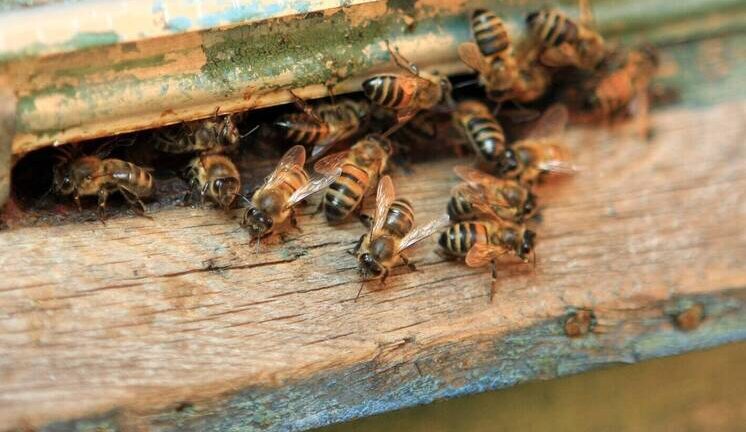 Выжимка из зародышей пчелиных трутней позволит восстанавливать мышечную массу